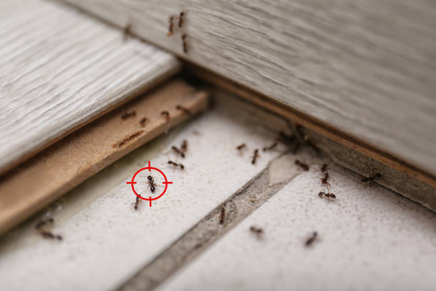 Reliable Clyde, NY Pest Control Solutions